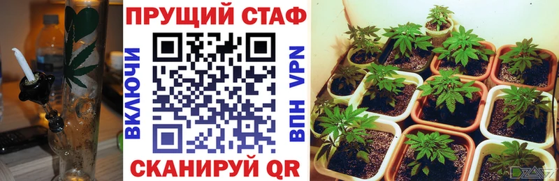 Псилоцибиновые грибы Владивосток