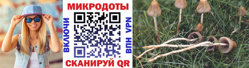 Псилоцибиновые грибы GOLDEN TEACHER  Владивосток 